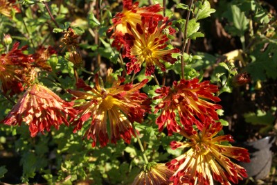 thierry et sandrine delabroye,chrysanthemum chrysanthème matchstick,pépinière de vivaces rares,hantay,fleurs d'automne
