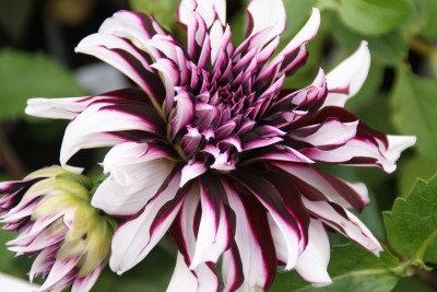 journées des plantes beervelde,automne 2012,fête des plantes,foire de jardin,dahlia tartan, koen van poucke