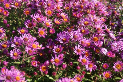 aster noviae angliae 'Red Cloud',thierry et sandrine delabroye,pépinière d'asters,où trouver acheter asters,fleurs pour l'automne,massifs d'automne,bleu,rose,blanc,violet,mauve