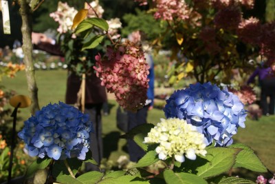 celles,fête des plantes rares et de collection,automne 2012,hydrangea endless summer,floraison bleue,automne