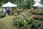 foires de jardin,hex festival of rare plants,fête des plantes,roses