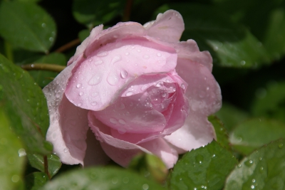 olivia rose austin, nouveau rosier austin,nouveauté rose austin 2014,rose anglaise rose doux dragée