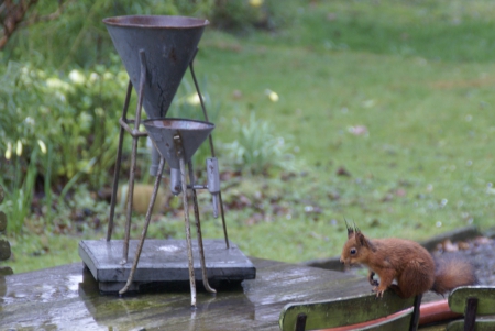 écureuil roux au jardin