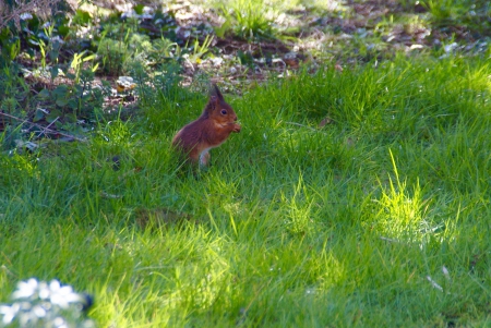 écureuil roux,jardin,belgique