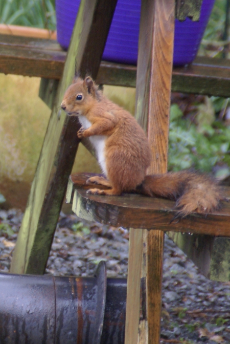 écureuil roux au jardin belgique