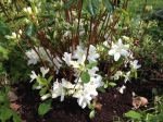 azalée,rhododendron white lady