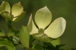 cornus venus, grandes fleurs, cornouiller venus, arbuste à floraison blanche, petit arbre à floraison blanche